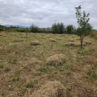 یونجه یونجه به تعداد 700