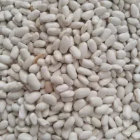 حبوبات