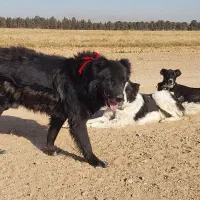 سگ گله|سگ|مبارکه, |دیوار