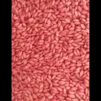 گندم بوجار شده و سهم خورده حدود3تن