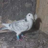 کفتر صید|پرنده|مشهد, کوشش|دیوار