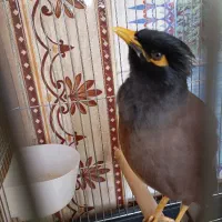 مرغ مینا جوان سالم و سرحال