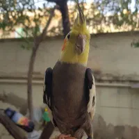 عروس هلندی نر طوسی بالغ دستی حلقه پاقیمت مناسب|پرنده|فیروزکوه, |دیوار