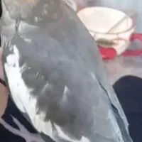 این طوطی گم شده محدود پشت کاردانش اطهر