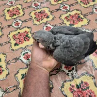جوجه کاسکو سرلاکی|پرنده|تهران, آسمان|دیوار