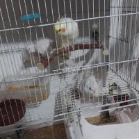 عروسی هلندی  با آلبینو سفید|پرنده|رشت, جماران|دیوار