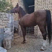 اسب عرب با برگه کشش|اسب و تجهیزات اسبسواری|حبیب آباد, |دیوار