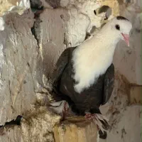 کبوتر کله سفید