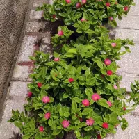 فروش گلهای شاداب و سرحال