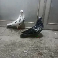 طوقی خانگی|پرنده|اردبیل, |دیوار