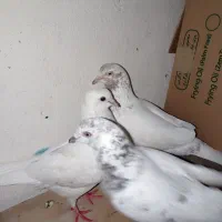 فقط معاوضه با آلمانی