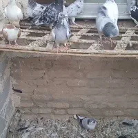 سلام 20عدد کفتر  رو هم 4500 کسی خواست تماس بگیرید|پرنده|طبس, |دیوار