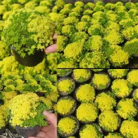 سبزه ی فانتزی بسیار زیبا