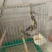 عروس هلندی جفت با یه جوجه