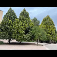 مهاجرت تحصیلی با اطلاعات روز سفارت