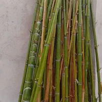 چوب بامبو مخصوص ماهیگیری