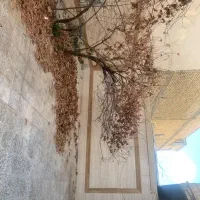 رهن-و-کرایه-منزل-مسکونی-بوستان-زندگی