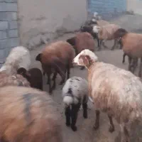 گوسفند داشتی