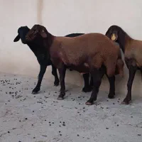 بره قوچ همو و هترو ،قوچ همو|حیوانات مزرعه|شهریار, کردزار|دیوار