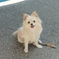 پامر عروسکی خرسی|سگ|کرج, کوی کارمندان جنوبی|دیوار