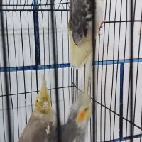 پرنده و عروس هلندی
