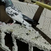 کبوتر بالدار