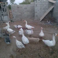 غاز|حیوانات مزرعه|گرگان, |دیوار