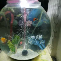 آکواریوم لاکچری  وزیبا