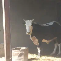 گاو سیستانی|حیوانات مزرعه|قرقری, |دیوار