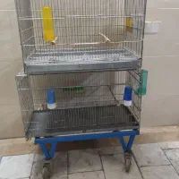 تعدادی قفس سهره و قناری