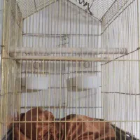 قفس|لوازم جانبی حیوانات|آبادان, |دیوار