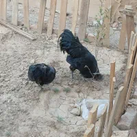 مرغ و خروس ایام سمانی