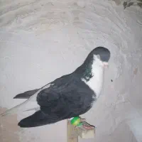 کفتر|پرنده|مشهد, مشکینی (شهرک غرب)|دیوار