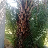 درخت پالم فروشی