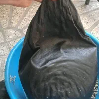 روغن حیوانی