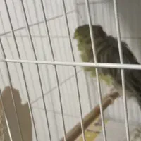 قناری فر آجی نر