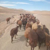فروش کود گوسفندی داخل گونی