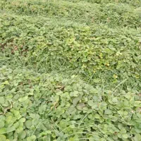 نهال کاماروس بفروش میرسد|گل و گیاه طبیعی|خان ببین, |دیوار