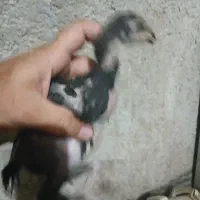 جوجه لاری|حیوانات مزرعه|شیراز, کوشک میدان|دیوار