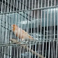 فروش تعداد محدود از قناری رد فاکتور وموزائیکی|پرنده|مشهد, ویلاشهر|دیوار