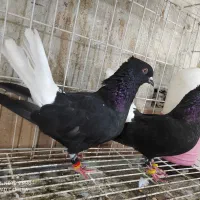 نرماده  دم  سفید  کشیده 14پر دم