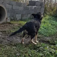 ژرمن اصیل چهار ماه موبلند|سگ|رشت, یخسازی|دیوار