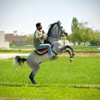 نریان ۱ کردی پرخون و دمگیر|اسب و تجهیزات اسب‌سواری|اصفهان, رهنان|دیوار