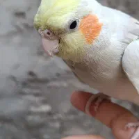 دو عدد عروس هلندی|پرنده|کوهدشت, |دیوار