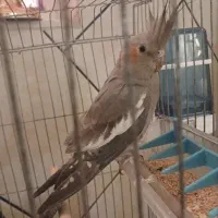 فروش عروس هلندی