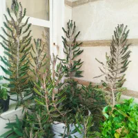 گل طبیعی اشک عروس