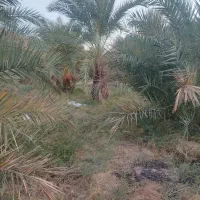 فروش آب زمین کشاورزی