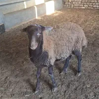 بره قوچ همو و هترو|حیوانات مزرعه|اسفراین, |دیوار