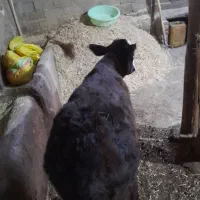 دوعدد گوساله نر|حیوانات مزرعه|نقده, |دیوار