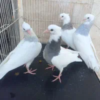 طوقی ابی با جوجه و زاغ دم سفید ماده  طوقی سرور